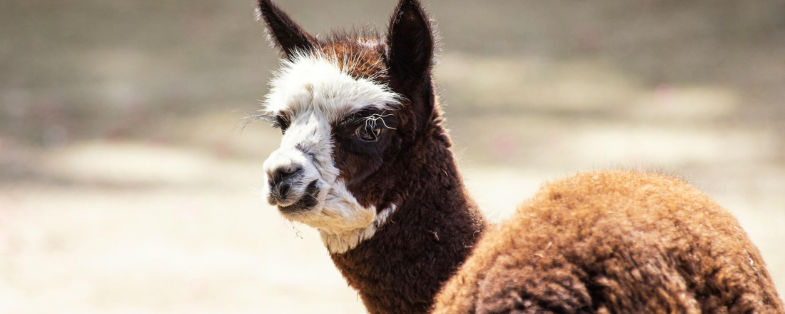 THINGS YOU DIDN'T KNOW ABOUT ALPACAS