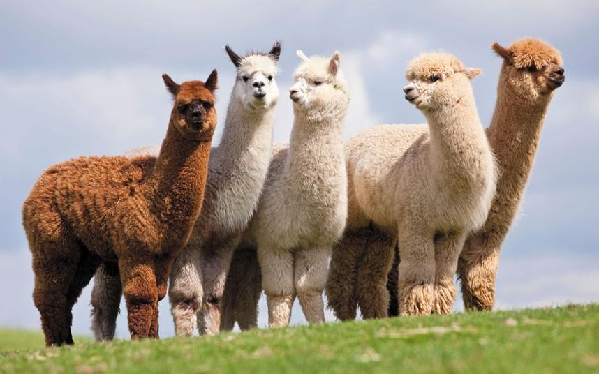 Alpaca vs Merino Wool: What’s The Difference?